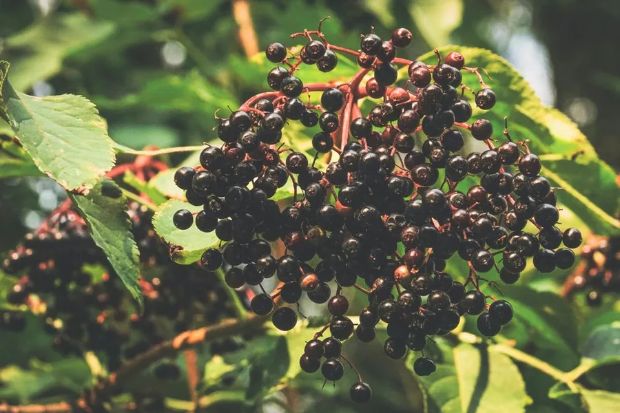 Elderberry Benefits, Uses, and Safety: A 2026 Guide