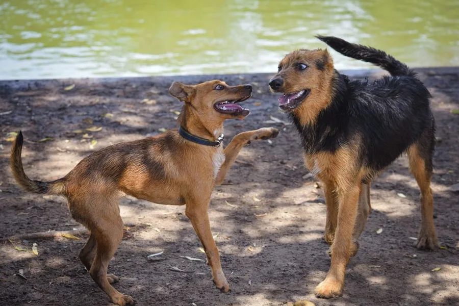 8 Weeks of CBD for My Dog's Arthritis: The Real Results