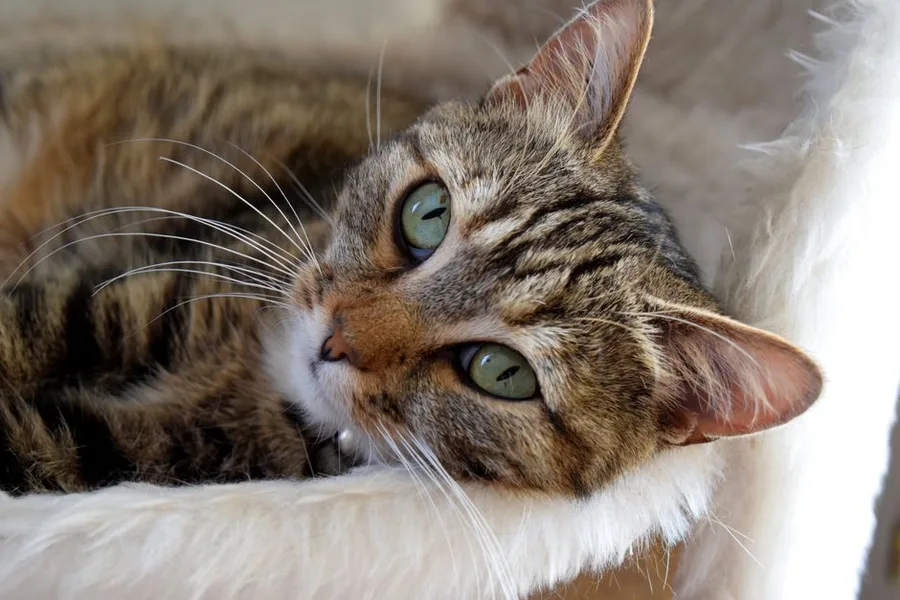 King Kanine vs. Baileys CBD: Which Pet CBD Is Right for You?