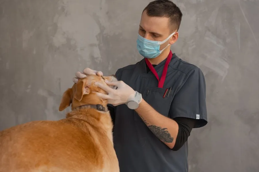 What Happens When You Give Your Dog Human CBD Oil